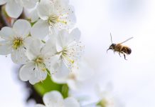 Attracting Beneficial Insects to Gardens Honey Bee is about to pollinate flowers