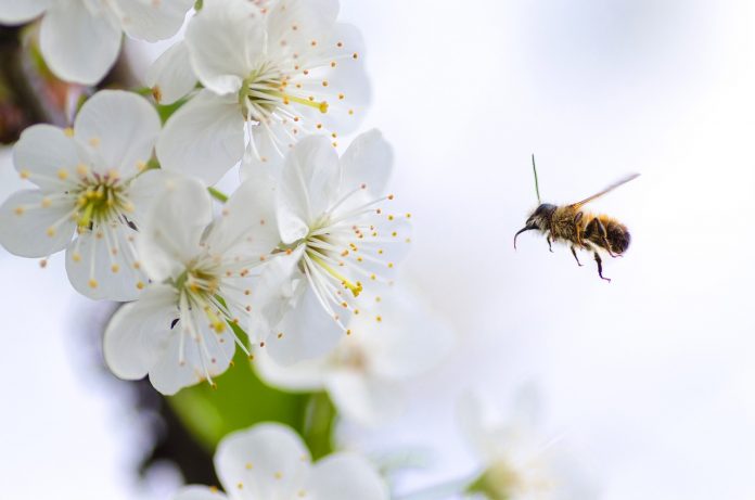 Honey Bee is about to pollinate flowers